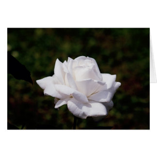 weisse Rose Hälsningskort