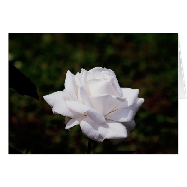 weisse Rose Hälsningskort (Framsidan Horizontal)