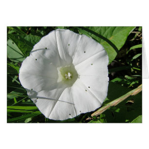 Weisse Windenblüte, Grusskarte, filt Hälsningskort