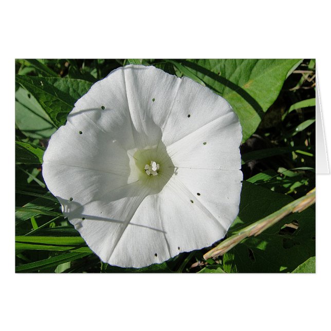 Weisse Windenblüte, Grusskarte, filt Hälsningskort (Framsidan Horizontal)