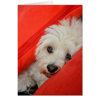 weißer Havaneser-Hund liegt auf orange Kissen Hälsningskort