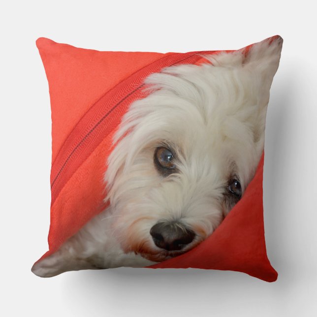 weißer Havaneser-Hund liegt auf orange Kissen Kudde (Framsida)