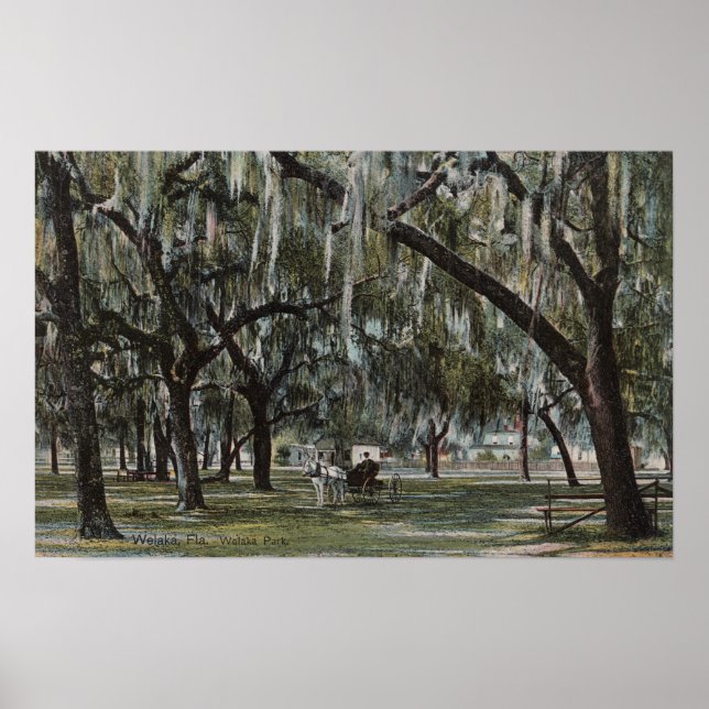 Welaka, FL - View of Welaka Park & Mossy Träd Poster (Framsidan)