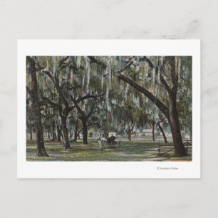 Welaka, FL - View of Welaka Park & Mossy Träd Vykort