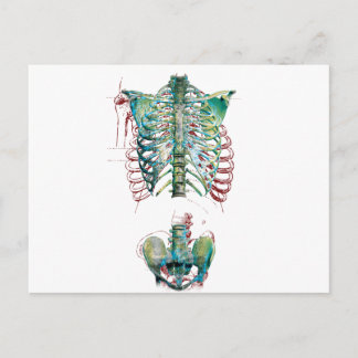 Wellcoda Human Body Rib Cage Skeleton Roligt Vykort