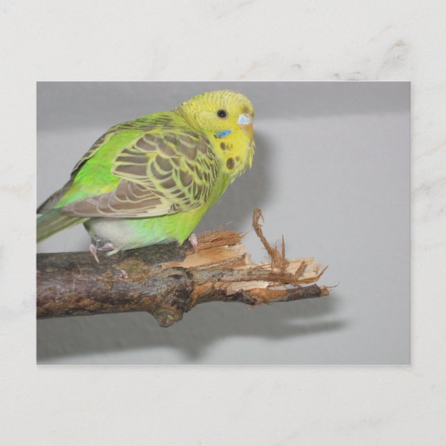 Wellensittich Vykort (Framsida)