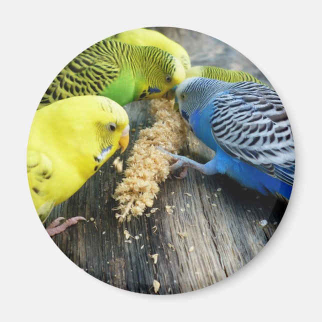 Wellensittiche (Melopsittacus undulatus) Magnet (Framsidan)