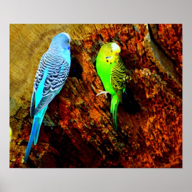 Wellensittiche (Melopsittacus undulatus) Poster (Framsidan)