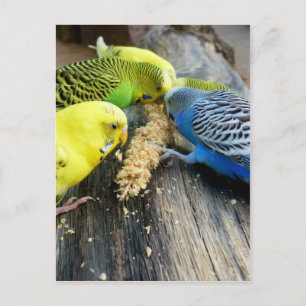 Wellensittiche (Melopsittacus undulatus) Vykort