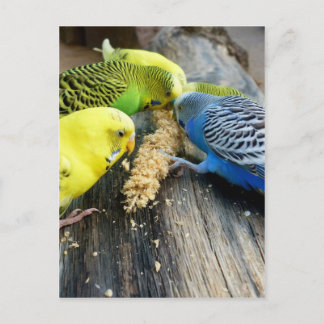 Wellensittiche (Melopsittacus undulatus) Vykort