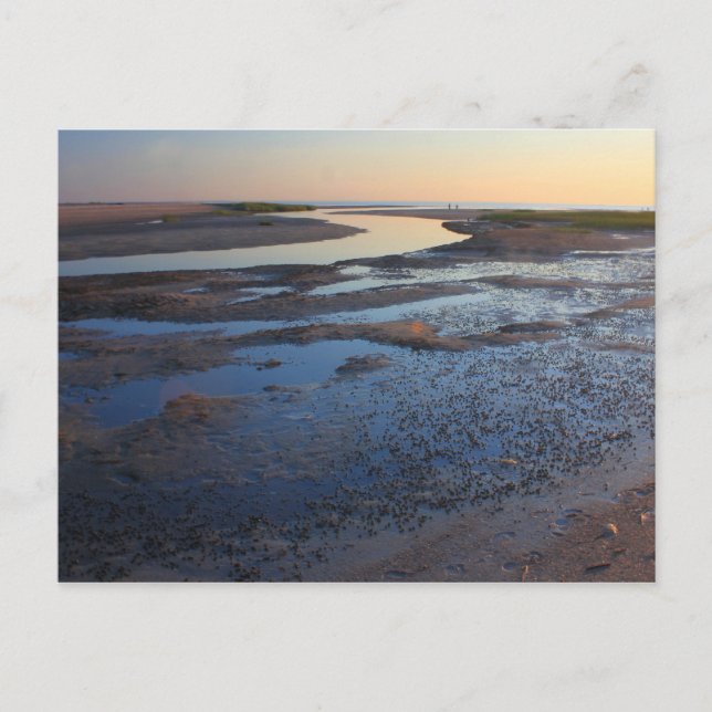 Wellfleet Bay Wildlife Sanctuary Cape Cod Tidvatte Vykort (Framsida)