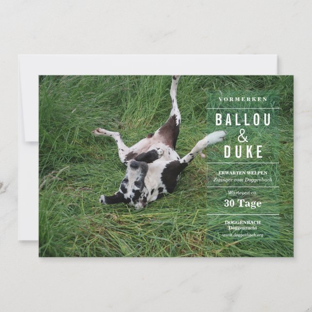 Welpen Ankündigung (Framsida)