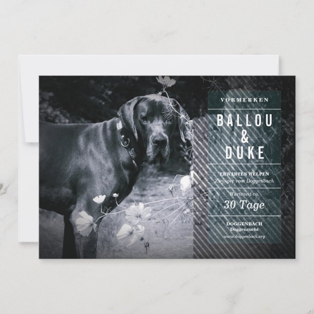 Welpen Ankündigung (Framsida)