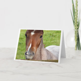 Welsh cob foal horse card kort