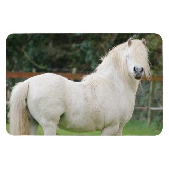 Welsh Cob-hästen Flexible Magnet (Horisontell)