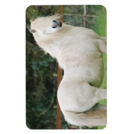 Welsh Cob-hästen Flexible Magnet