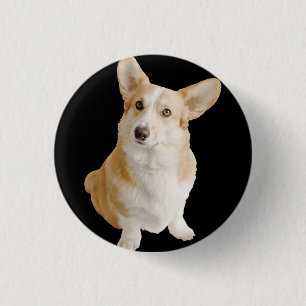 Welsh Corgi Hund Knapp