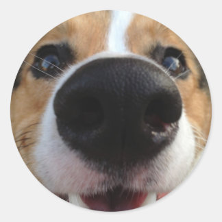 Welsh Corgi Hund Nose Collection Runt Klistermärke