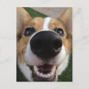 Welsh Corgi Hund Nose Collection Vykort