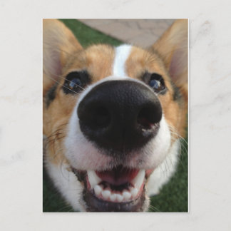 Welsh Corgi Hund Nose Collection Vykort