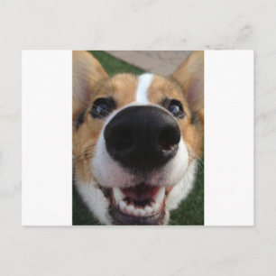 Welsh Corgi Hund Nose Collection Vykort