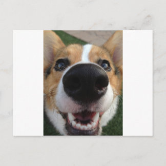 Welsh Corgi Hund Nose Collection Vykort