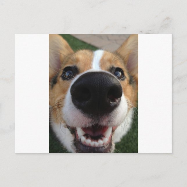 Welsh Corgi Hund Nose Collection Vykort (Framsida)