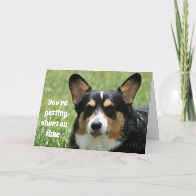 Welsh Corgi Kort (Framsida)