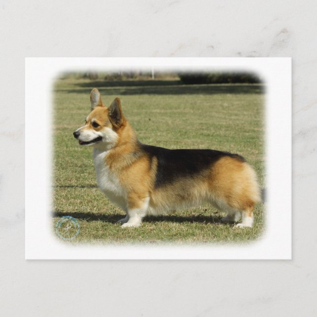 Welsh Corgi (Pembroke) Vykort (Framsida)
