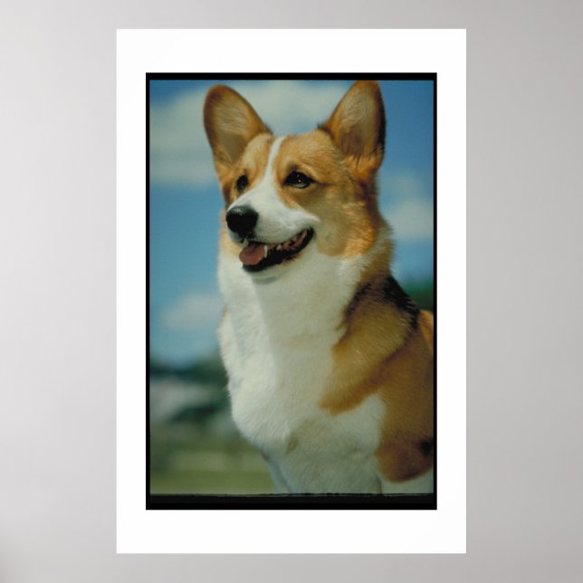 Welsh Corgi Poster (Framsidan)