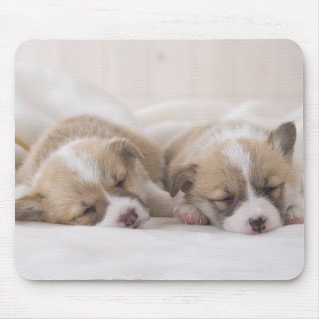 Welsh Corgi Puppies Musmatta (Framsidan)