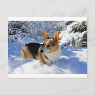 Welsh Corgi Snö Day Vykort