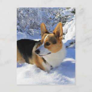 Welsh Corgi Snö Day Vykort