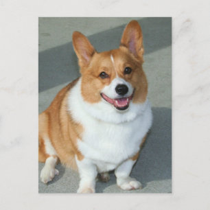 Welsh Corgi Vykort