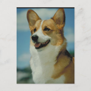 Welsh Corgi Vykort