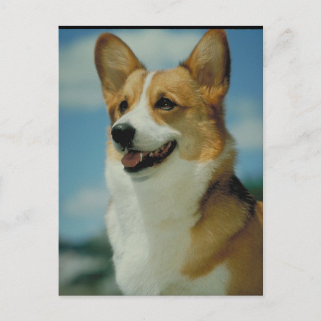 Welsh Corgi Vykort (Framsida)