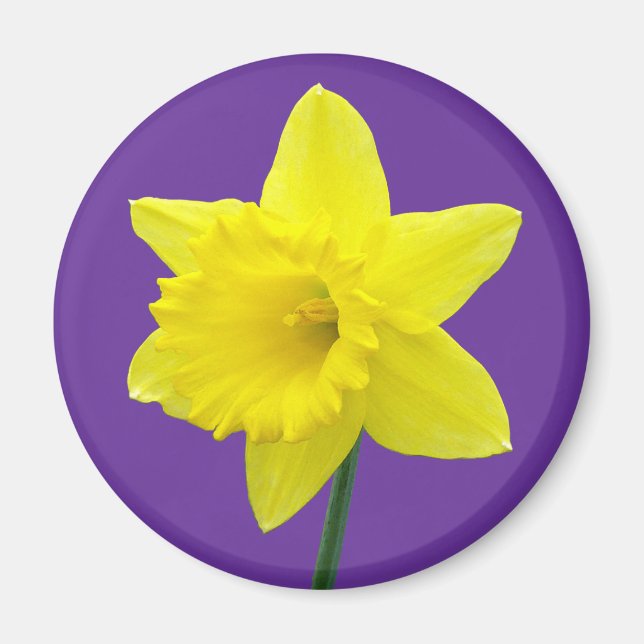 Welsh Daffodil - II Magnet (Framsidan)