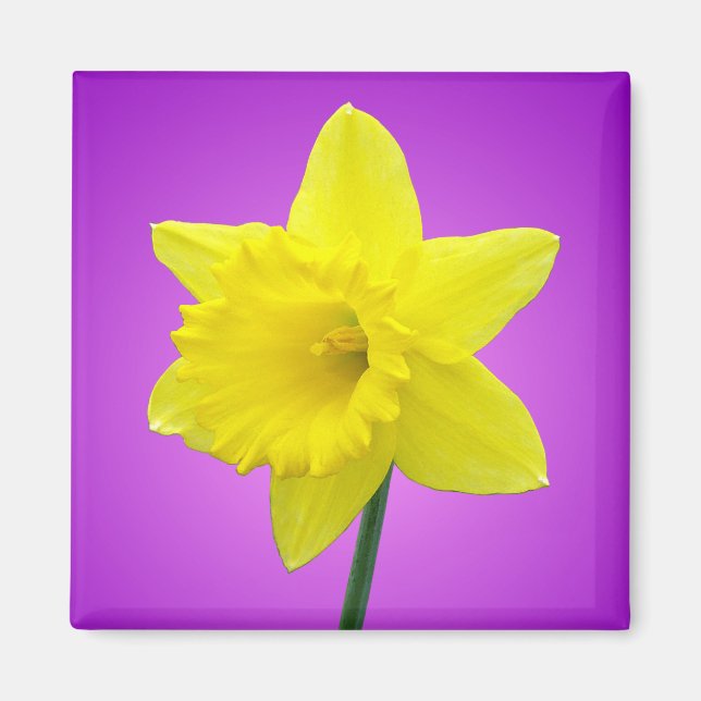 Welsh Daffodil - III Magnet (Framsidan)