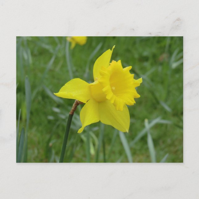 Welsh Daffodil in Bloom Vykort (Framsida)