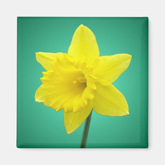 Welsh Daffodil - IV Magnet (Framsidan)
