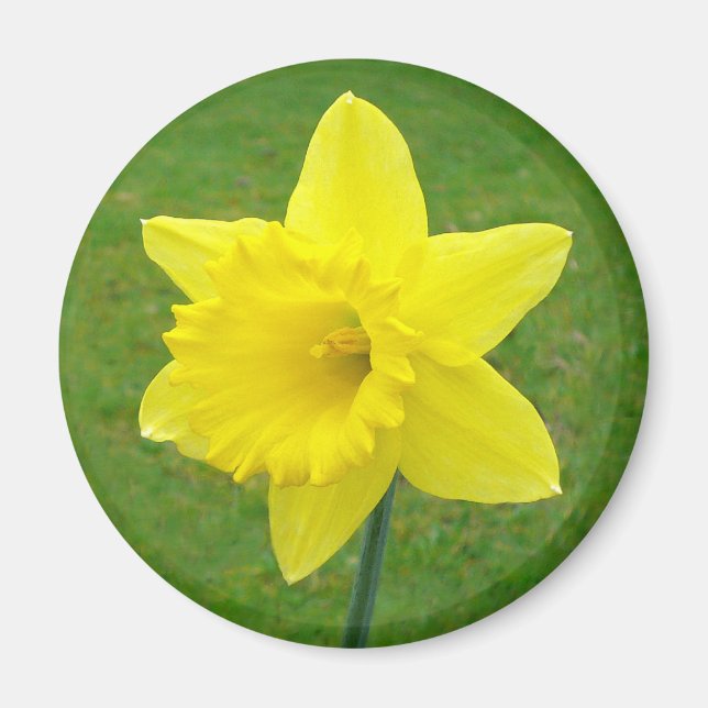 Welsh Daffodil Magnet (Framsidan)
