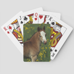 Welsh Foal Casinokort