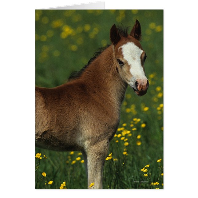 Welsh Foal Hälsningskort (Framsidan)