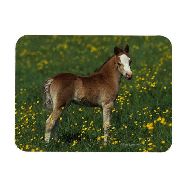 Welsh Foal Magnet (Horisontell)