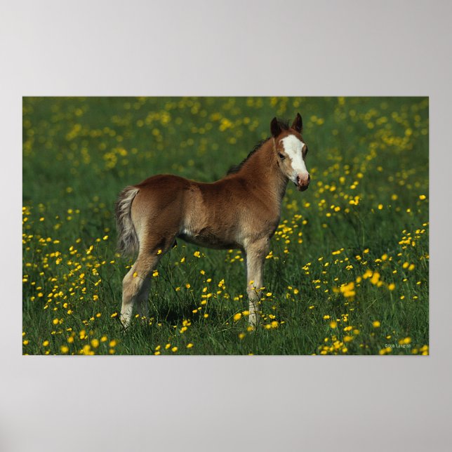 Welsh Foal Poster (Framsidan)