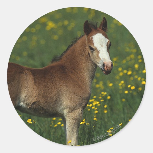 Welsh Foal Runt Klistermärke (Framsida)