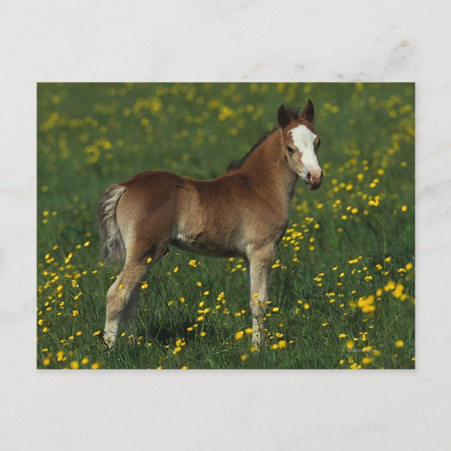 Welsh Foal Vykort (Framsida)