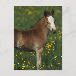 Welsh Foal Vykort