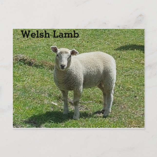 Welsh Lamb Vykort (Framsida)