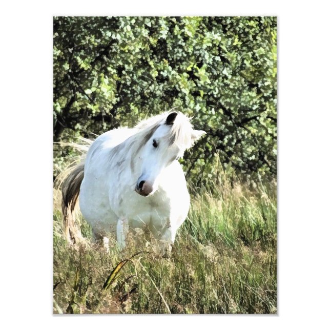 WELSH MOUNTAIN PONY FOTOTRYCK (Framsidan)